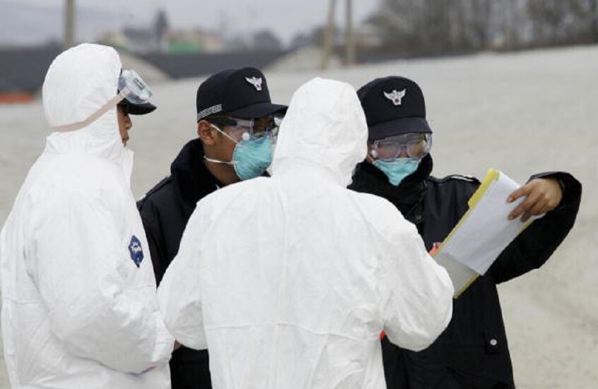 تسجيل أول إصابة بإنفلونزا الطيور هذا العام في كوريا الجنوبية