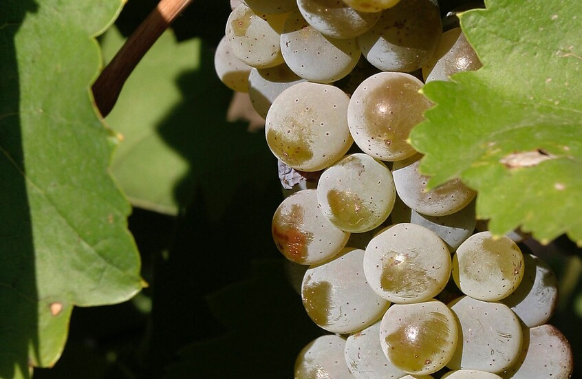 رغم فوائده.. أخصائية تكشف متى يصبح العنب خطرا على الصحة