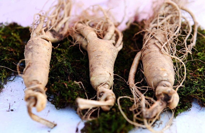 دراسة: الجنسينغ يعزز المناعة ويحارب السرطان