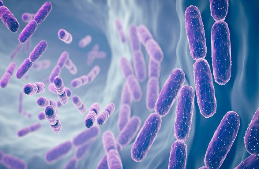 ابتكار "مصيدة معوية" لمحاربة السكري ودهون الكبد