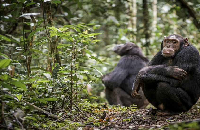 دراسة تكشف: الكحول جزء من النظام الغذائي الطبيعي للشمبانزي