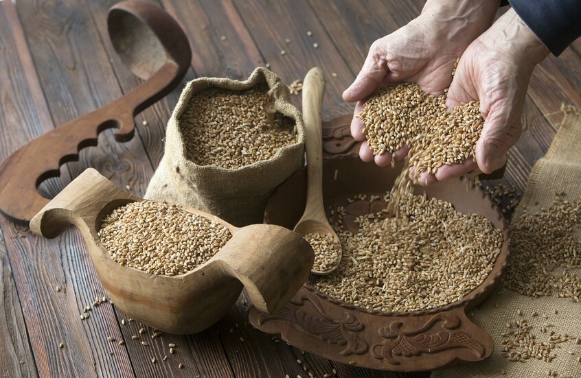 روسيا تجمع 114 مليون طن من الحبوب منذ بداية العام