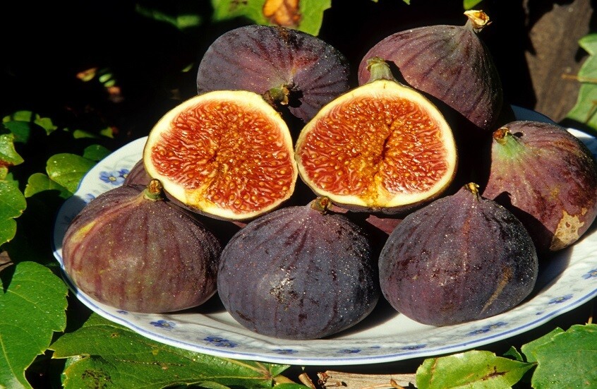 لماذا يجب أن يكون التين جزءا من نظامك الغذائي اليومي؟