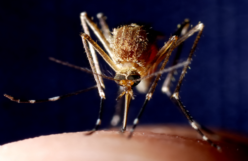 اكتشاف هام في البعوض قد يمهّد للقضاء على الملاريا عالميا