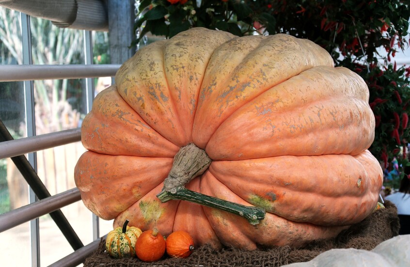 موسكو تحتفل بمهرجان الخضروات العملاقة بمشاركة آلاف الهواة والمزارعين (فيديو+صور)