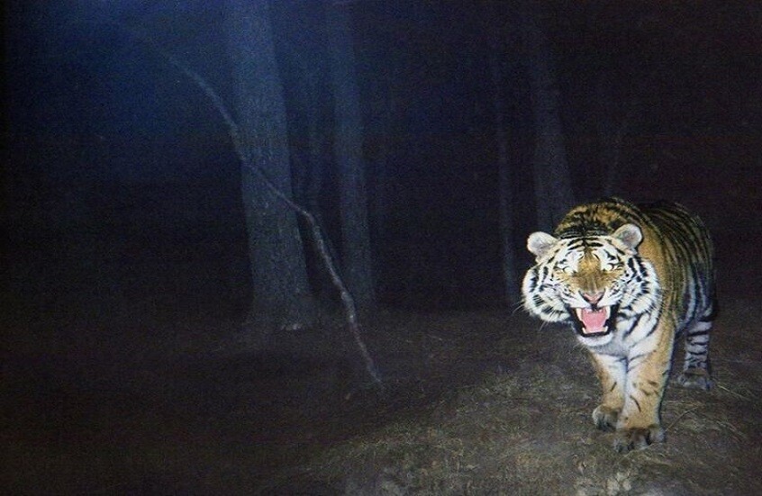 نمر يقتل حارساً ومروّض حيوانات في محمية بجنوب شرق أوكلاهوما