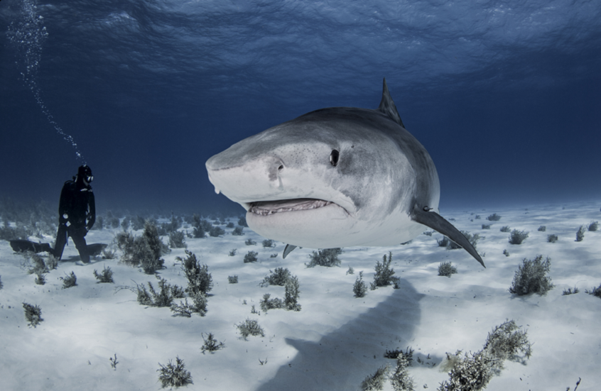 القرش النمر يدهش العلماء!.. تزاوج جماعي يوثق للمرة الأولى (فيديو)