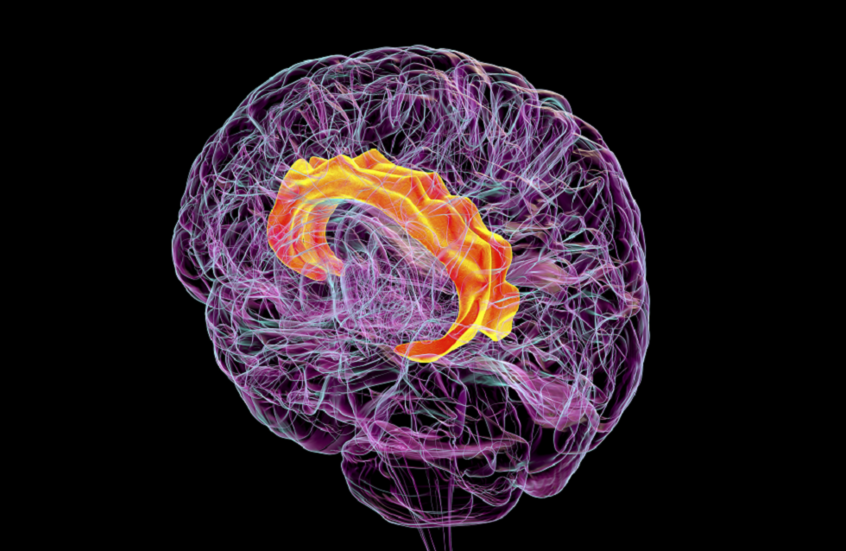 من السينما إلى ريادة الأعمال.. مشاهير يبدعون مع التوحد!