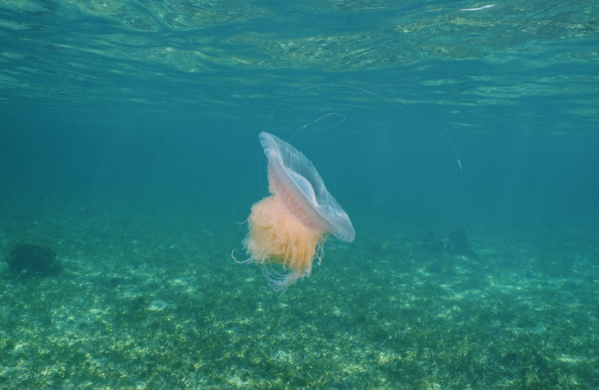 قناديل البحر الوردية تغزو شواطئ تكساس الأمريكية