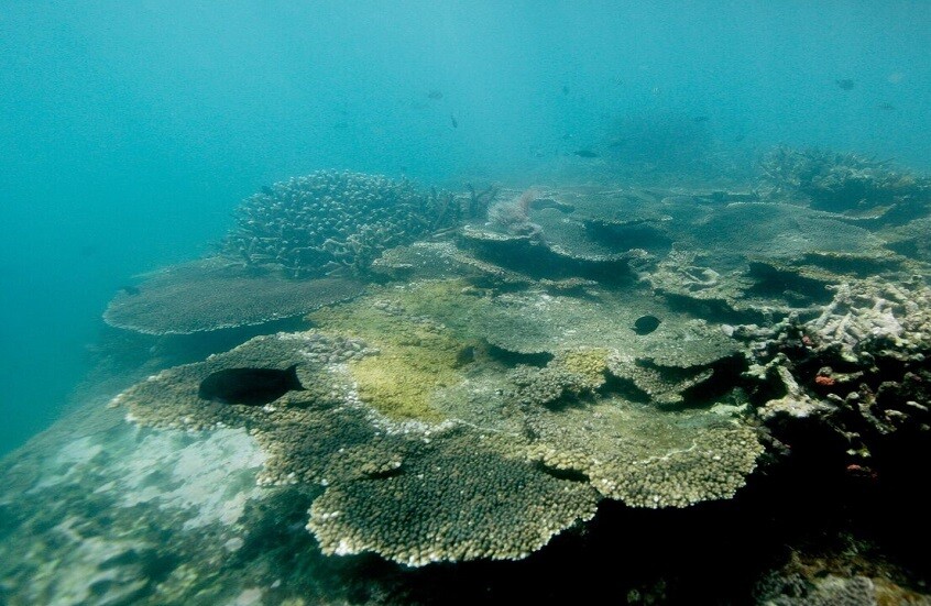 تحمّض المحيطات يتجاوز الحد الآمن ويهدد الشعاب المرجانية والحياة البحرية!