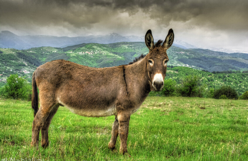 حماران في بريطانيا يدخلان موسوعة غينيس للأرقام القياسية بسبب حجمهما.. كيف يبدوان؟ (فيديو)