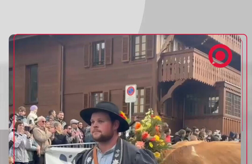 أبقار جبال الألب تعود إلى قرية شارمي السويسرية في احتفال تقليدي سنوي