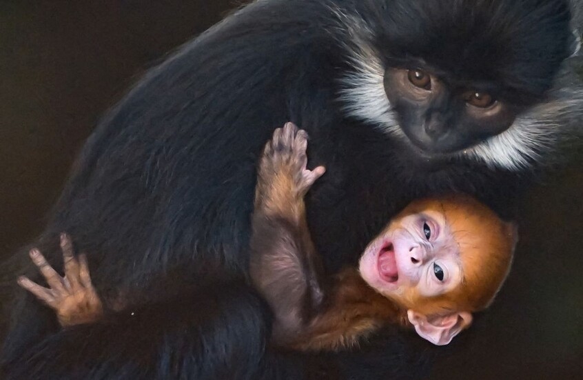 ولادة نادرة لقرد برتقالي في حديقة حيوان أوكلاهوما سيتي (صور)