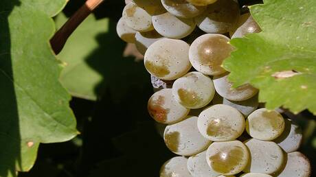 أخصائية تكشف متى يصبح العنب خطرا على الصحة 