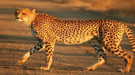 العثور على مومياوات طبيعية للفهود في السعودية 