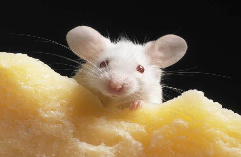 اختراق علمي مثير للجدل.. قراءة أفكار الفئران من خلال وجوهها!