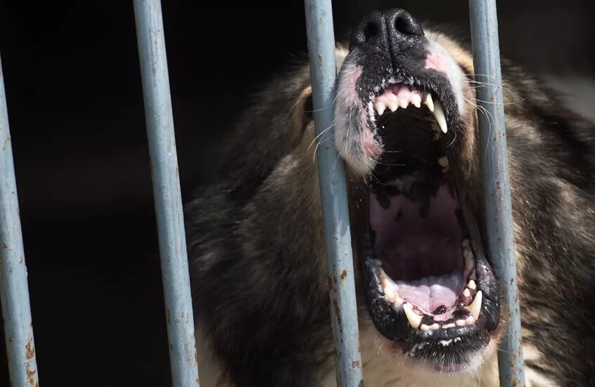 محنة "أشباح الليل" في الولايات المتحدة!