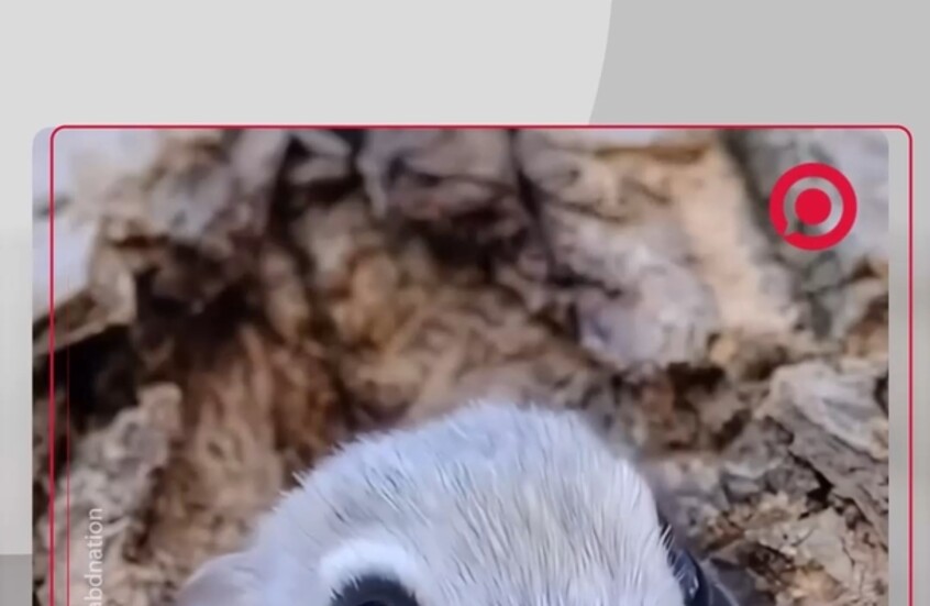 كائن مهدد بالانقراض.. مشهد ساحر من الغابات للسنجاب الياباني الطائر