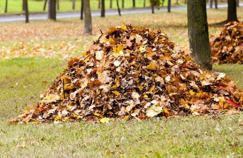 كتلة الأوراق المتساقطة من أشجار الغابات في الشرق الأقصى الروسي وتأثيرها على التربة