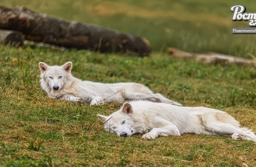 بعد إعادة إحيائه.. الذئب الرهيب يستكمل عامه الأول