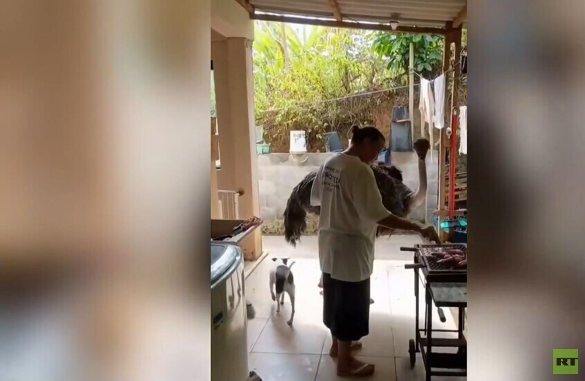 البرازيل.. نعامة في انتظار العشاء