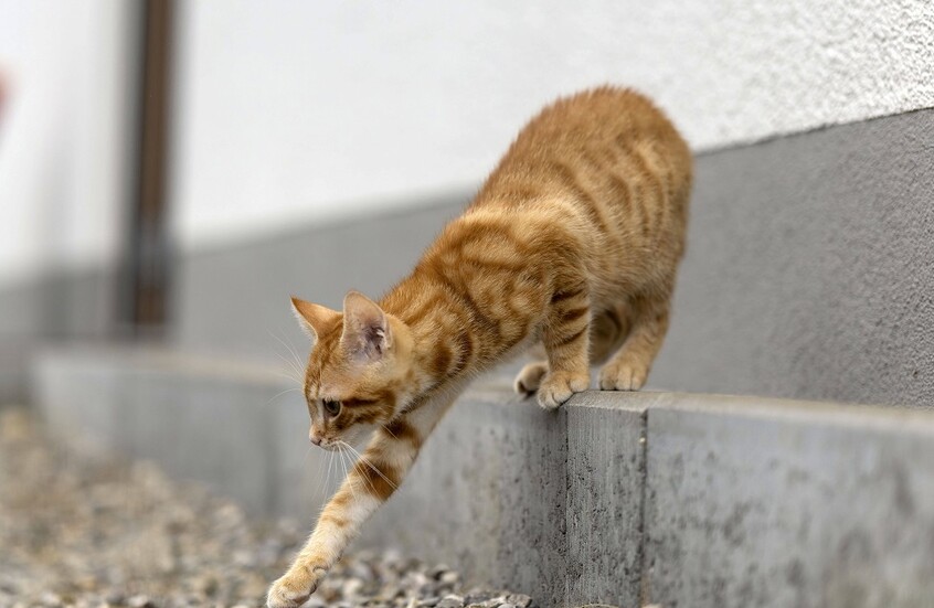 موظفو مكتب التجنيد العسكري الأوكراني يعيدون قطا "عبأوه قسرا" أمس (صورة+فيديو)