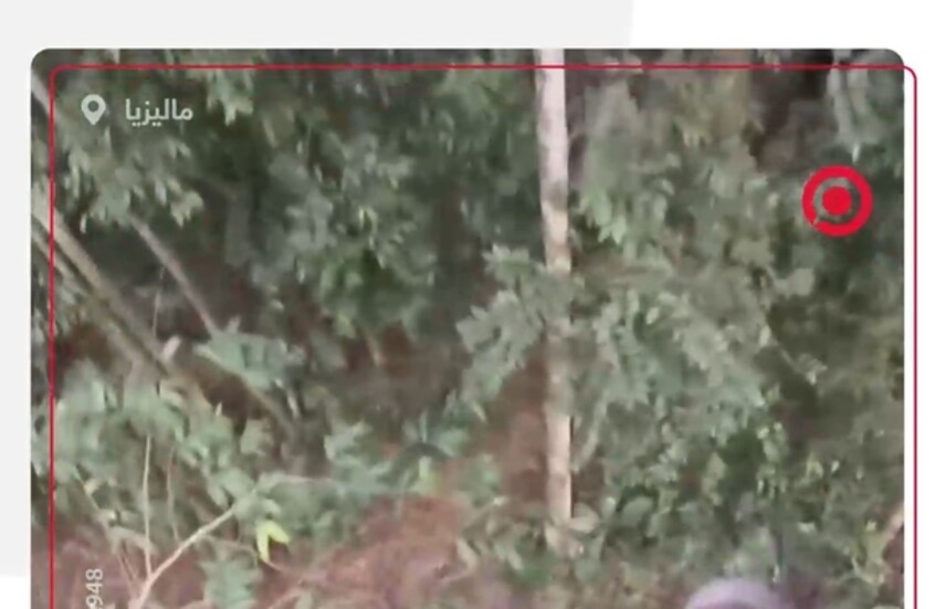 نمر يطارد صانع محتوى ماليزي والأخير ينجو بعد ساعات من التشبث بجذع شجرة