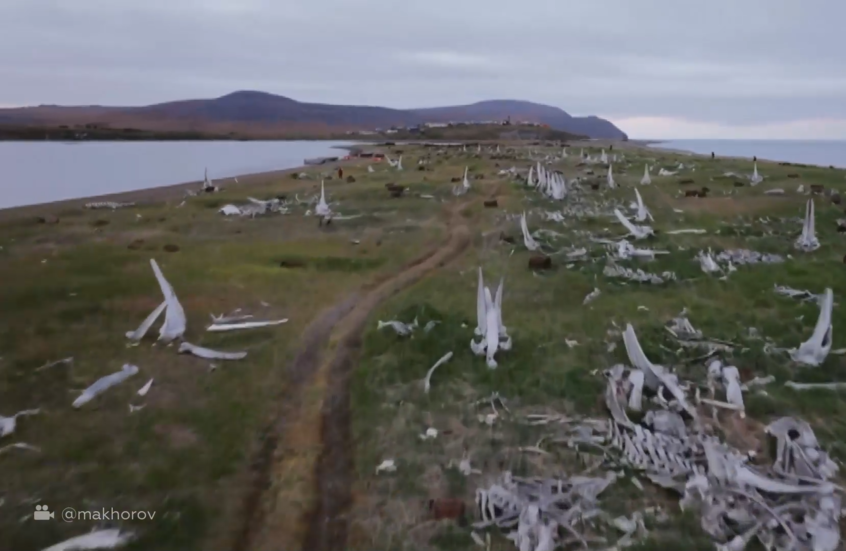 رصد مقبرة الحيتان من الجو في تشوكوتكا