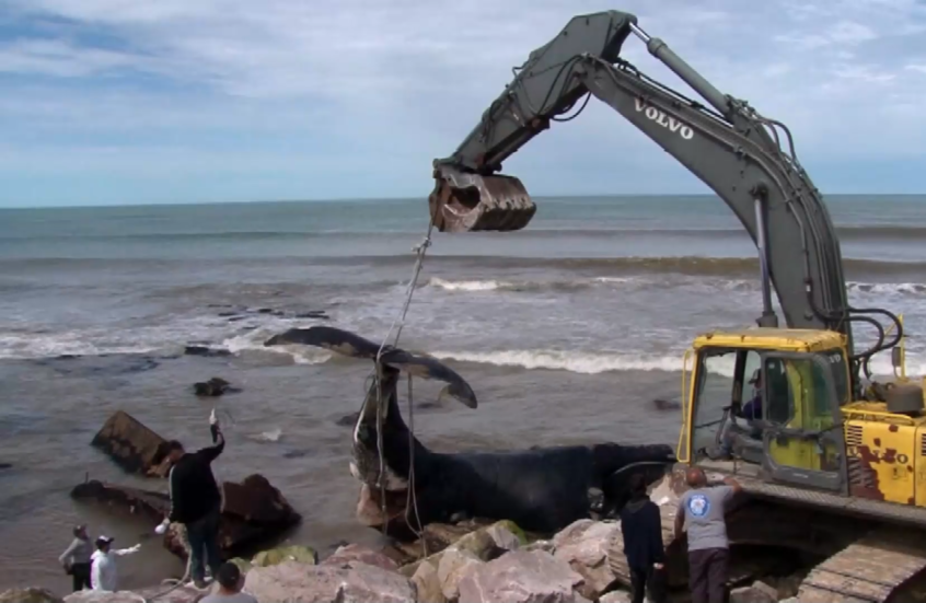 العثور على حوت نافق على ساحل الأرجنتين بعد اصطدامه المحتمل بسفينة