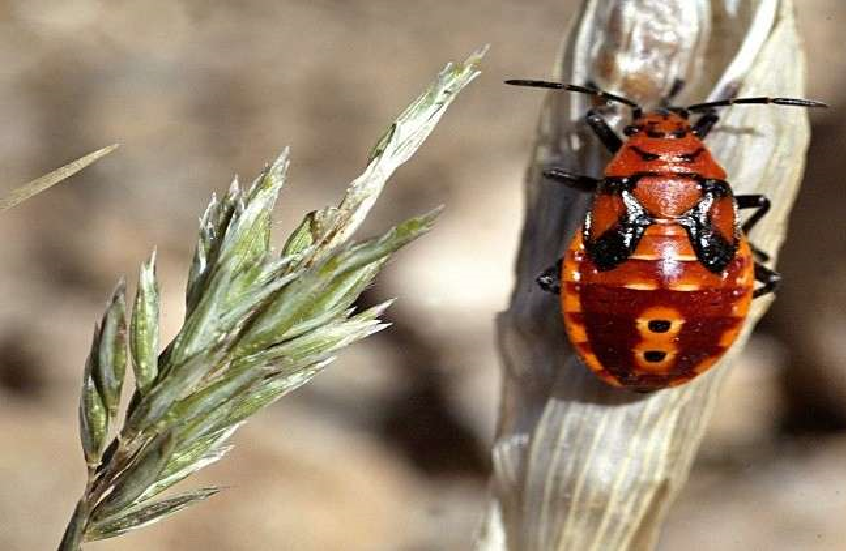 بريطانيا تتعرض لغزو غير مألوف