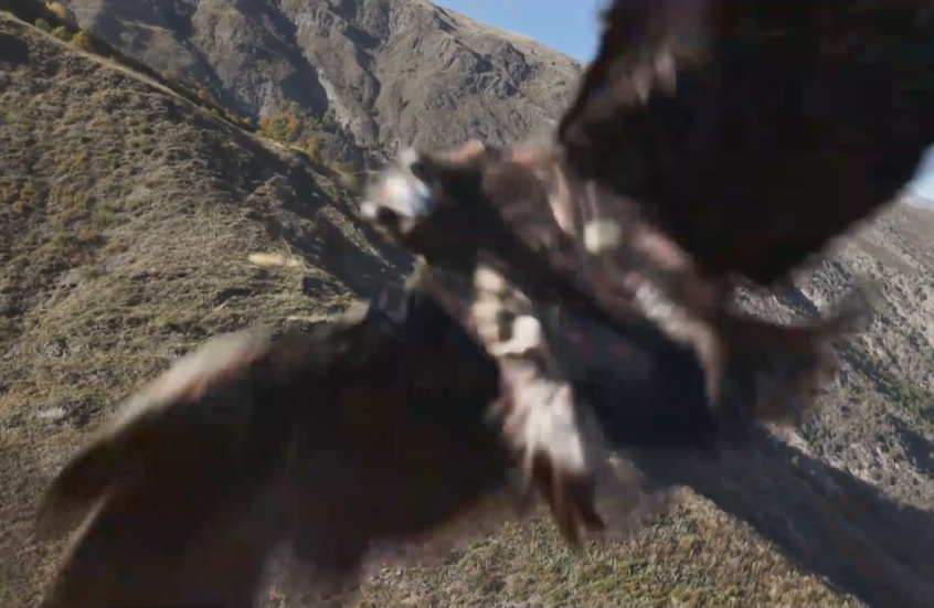 شاهد.. نسر يهاجم طائرة مسيرة  أثناء التصوير في جبال داغستان