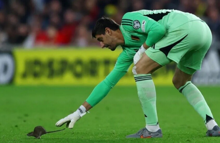 فأر يقتحم ملعب ويلز وبلجيكا.. ومباراة تصفيات كأس العالم تتوقف وسط الضحك! (فيديو)