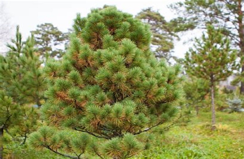 روسيا.. ابتكار مركب كيميائي من الصنوبر السيبيري قادر على قمع الخلايا السرطانية