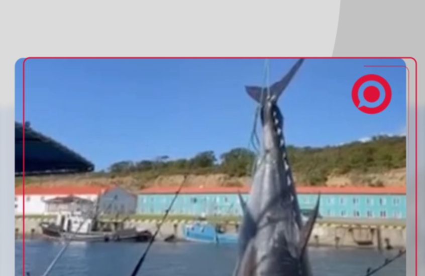 صيادون روس يصطادون سمكة تونة ضخمة تقدر بـ 2 مليون دولار