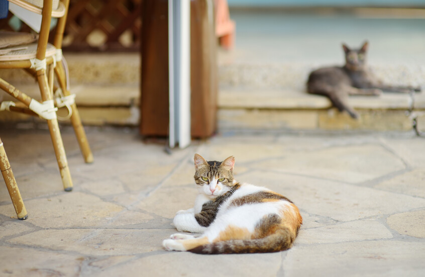 "جزيرة القطط" تعاني من مشكلة!