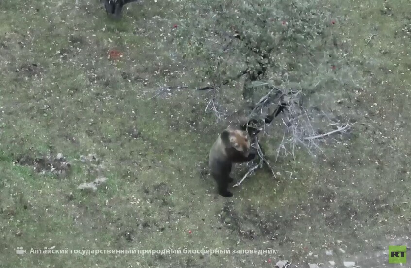 روسيا.. دب يهز شجرة كي يفوز بتفاحها