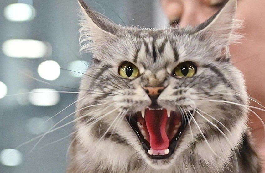 القطط المقدسة والشريرة!