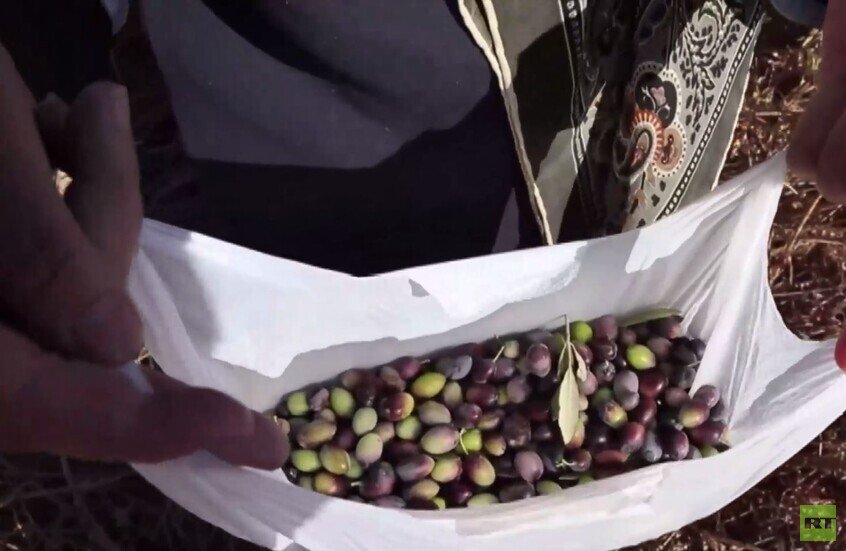 جنوب لبنان.. عودة سكان القرى الحدودية إلى قطف الزيتون رغم التوترات السائدة