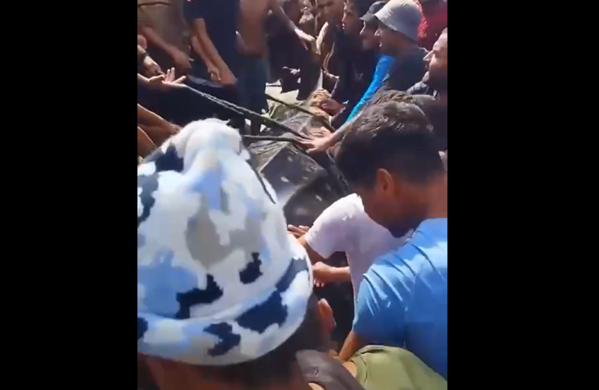 سمكة قرش حوت شوهدت قبالة سواحل إسرائيل وتم اصطيادها في قطاع غزة (فيديو)