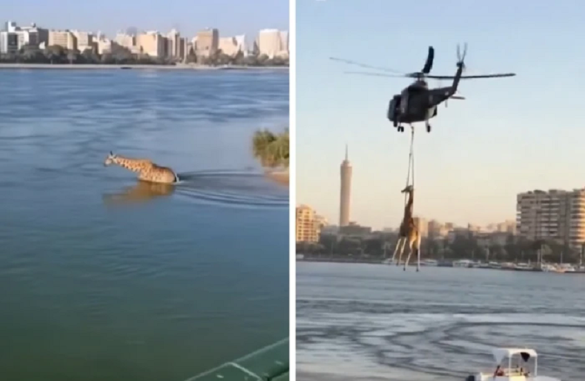 زرافة تسبح في النيل ومروحية تنقذها.. ما حقيقة الفيديو الرائج؟