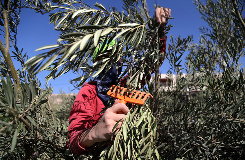 إسرائيل ترحّل 32 ناشطا أجنبيا ساعدوا فلسطينيي الضفة الغربية في قطاف الزيتون