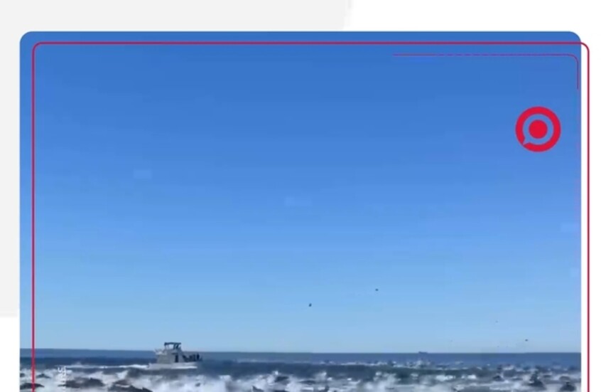 مشهد مذهل.. مئات الدلافين تندفع بسرعة قبالة سواحل أوشن سايد الأمريكية