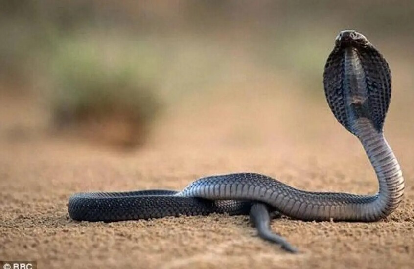 مصر.. الكوبرا تثير القلق في قرى المحلة