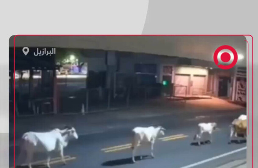 مأساة في البرازيل.. وفاة نجم كرة القدم أنطوني يلانو في حادث تصادم مع بقرة