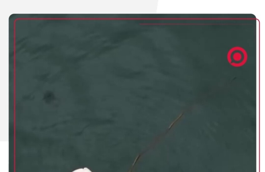 لقطات ساحرة للدببة القطبية في إحدى مناطق الدائرة القطبية الشمالية