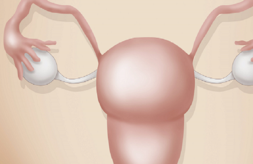 ليست البويضات وحدها!.. دراسة تفسّر سبب تراجع خصوبة المرأة