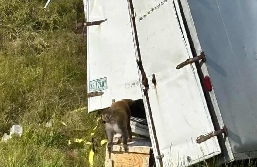 مصابة بالتهاب الكبد وكوفيد.. حالة طوارئ صحية في ولاية أمريكية بعد هروب قرود مختبرات