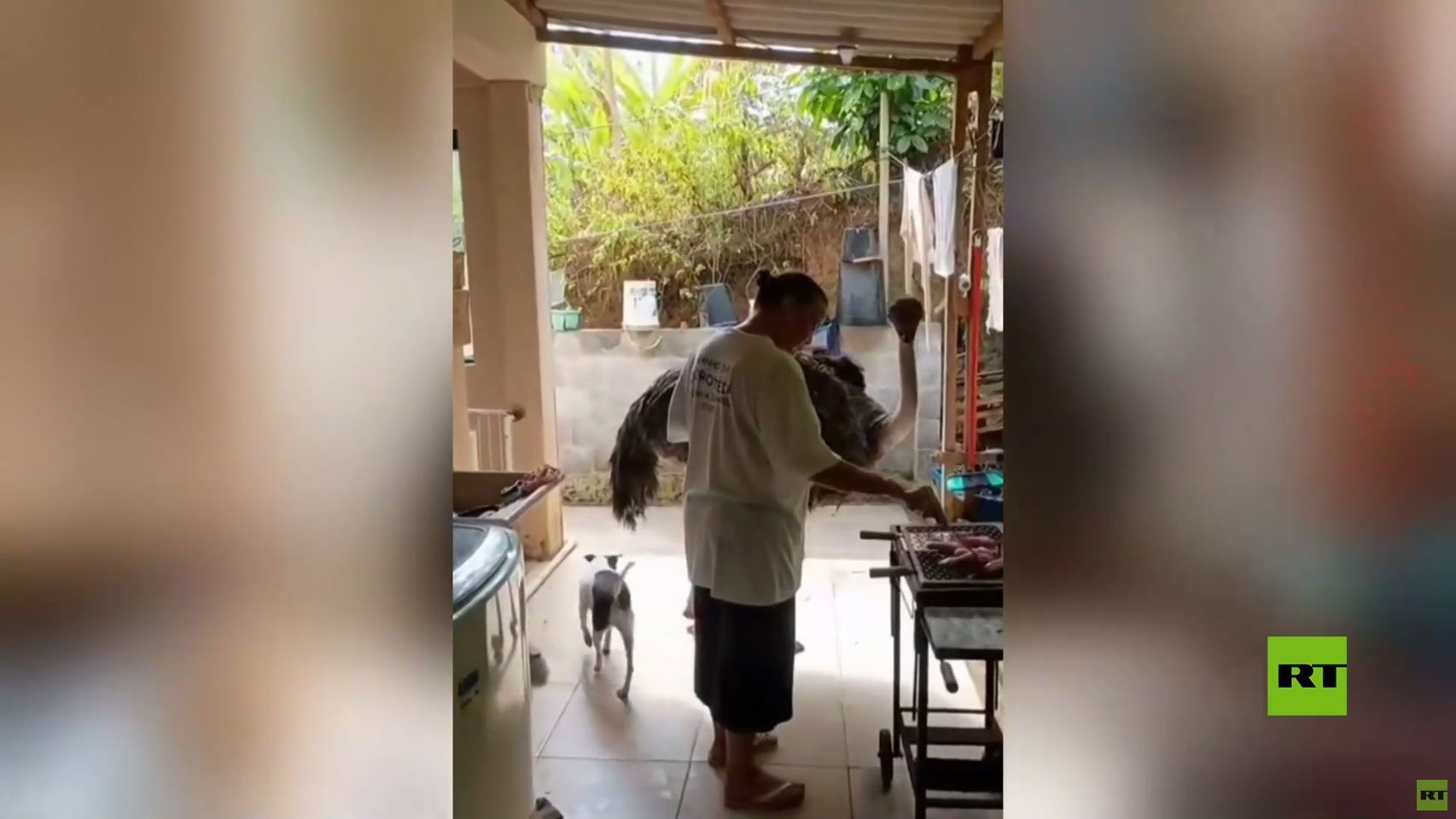 البرازيل.. نعامة في انتظار العشاء