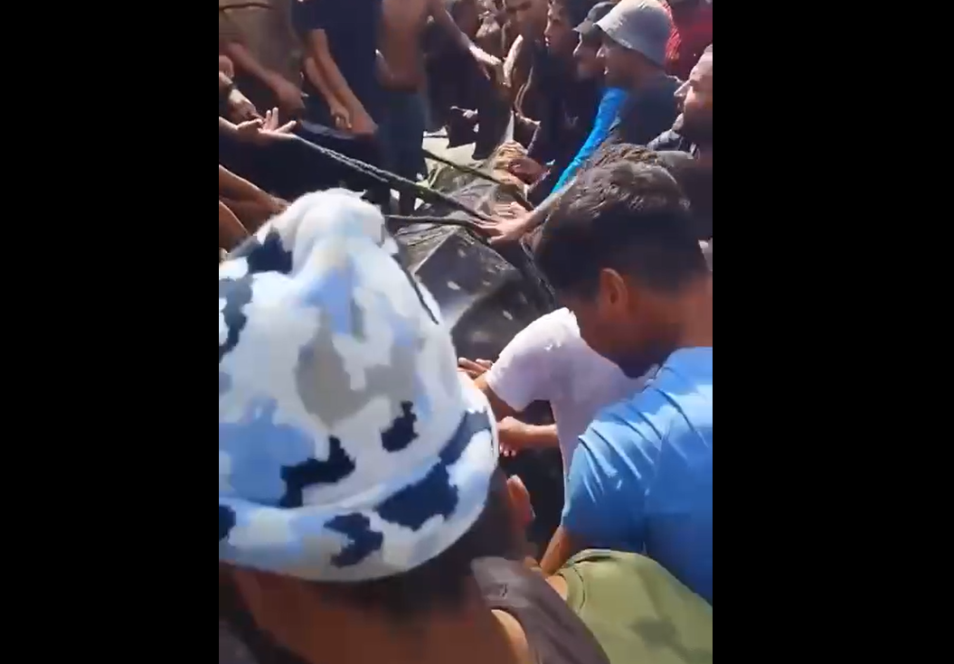 سمكة قرش حوت شوهدت قبالة سواحل إسرائيل وتم اصطيادها في قطاع غزة (فيديو)