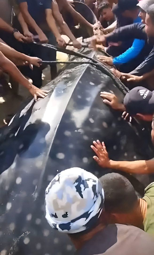 سبب صادم خلف ظهور سمكة عملاقة على شواطئ غزة